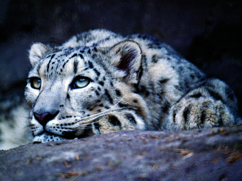 Captured Snow Leopard in China.jpg